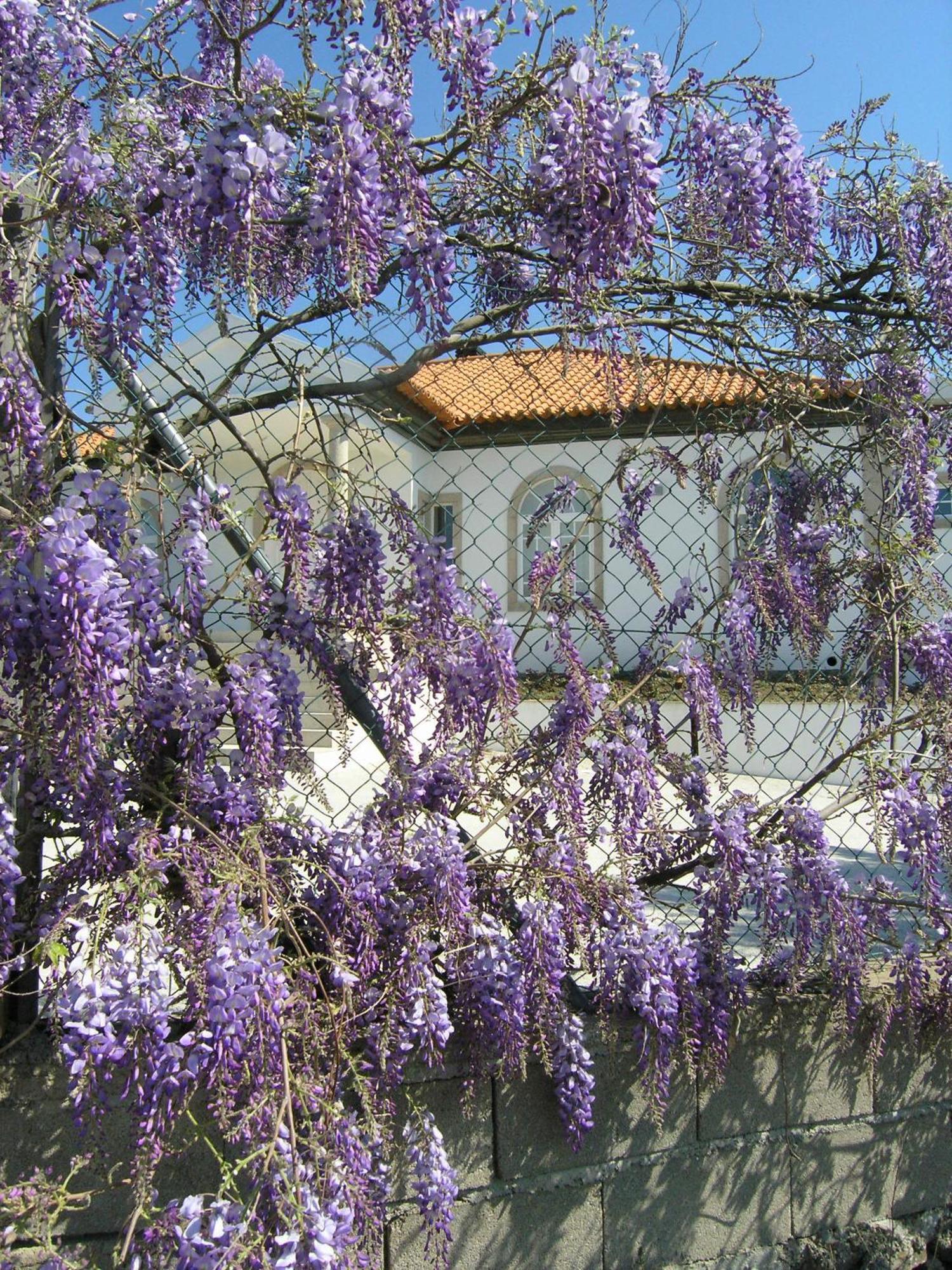 Casa De Alpajares - Guest House & Spa Freixo de Espada à Cinta Exteriör bild